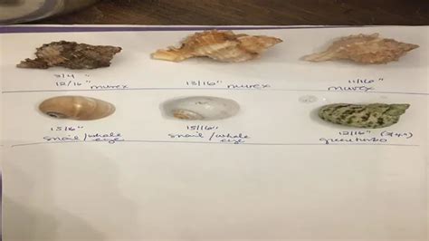 Hermit Crab Size Chart