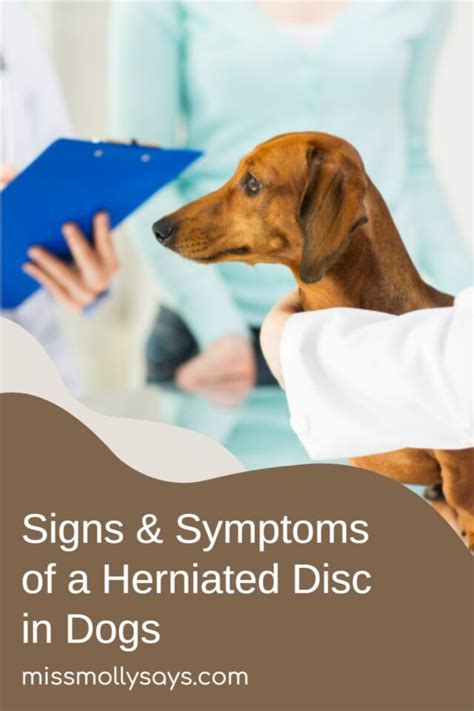 Herniated Disc in Dogs: A Comprehensive Guide to Symptoms, Diagnosis, and Treatment