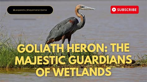 Herons: Guardians of the Wetlands