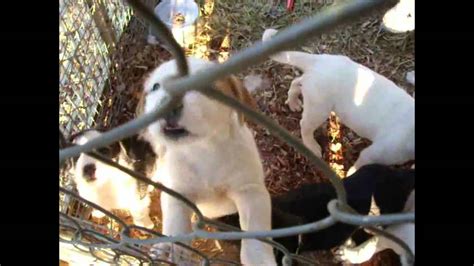 Hialeah Animal Shelter: Providing Second Chances for Furry Friends in Need