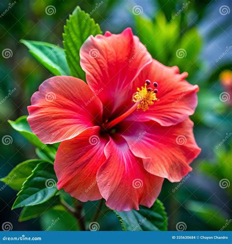 Hibiscus Aloha: The Embodiment of Tropical Elegance