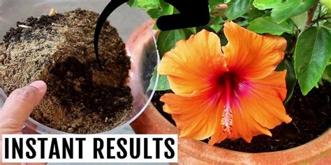 Hibiscus Fertilizer 101: Feed Your Blooms for a Burst of Color