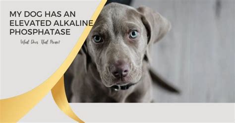 High Alkaline Phosphatase in Dogs: A Comprehensive Guide to Diagnosis, Causes, and Treatment