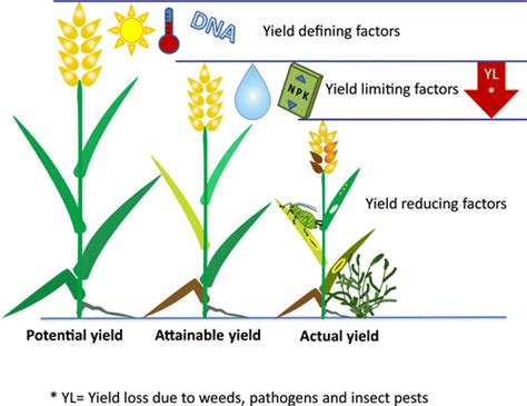 High Yield Potential: