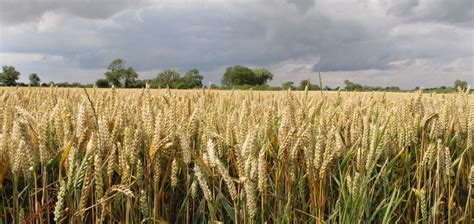 High-Yield Crop Production: