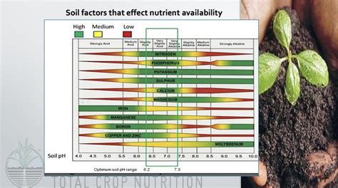 Higher nutrient availability: