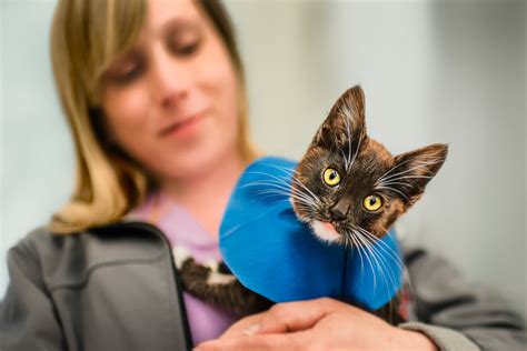 Highland Park Animal Hospital: The Ultimate Guide to Your Pet's Health