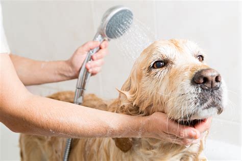 Higiene e Bem-estar para o seu Pet: Banho e Tosa