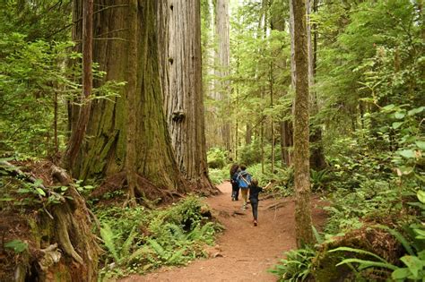 Hikes in Redwood National Park: An Adventure Awaits