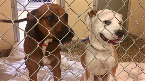 Hillsborough County Animal Rescue: Saving 100,000 Lives and Counting