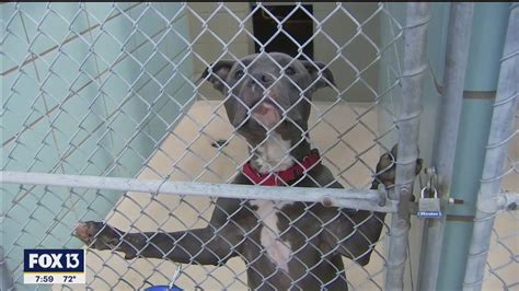 Hillsborough County Animal Shelter: Your Guide to Saving a Life