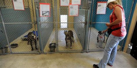 Hillsborough County Florida Animal Shelter: A Lifeline for Abandoned and Neglected Animals