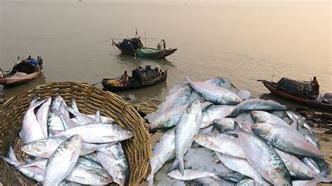 Hilsa Fish Price in Kolkata: A Comprehensive Guide