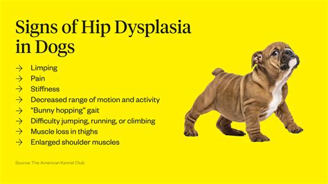 Hip Dysplasia in Dogs: Ultimate Treatment Guide for 5 Common Stages