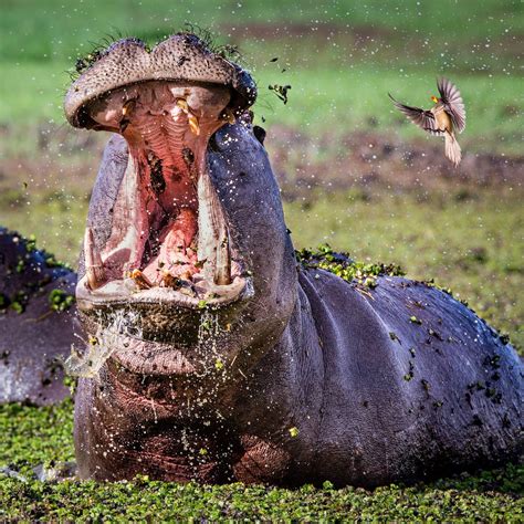 Hippo Explosion: A Biological Enigma and its Startling Implications