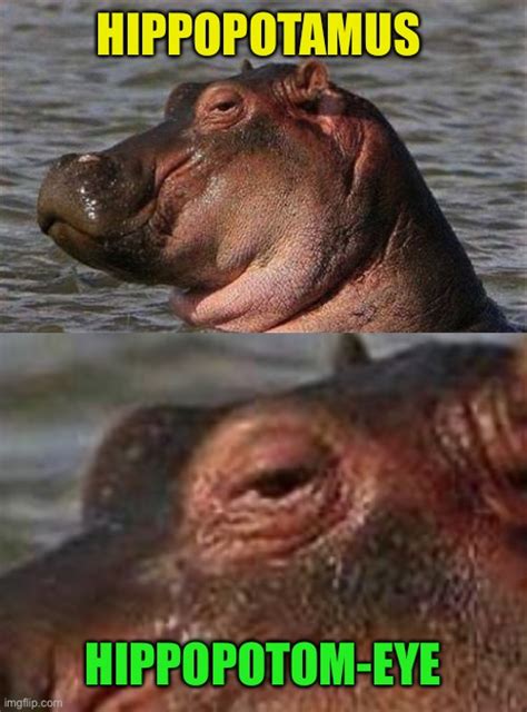 Hippo Memes: The Ultimate Source of Giggles and Inspirations