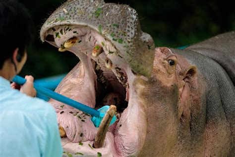 Hippo dentistry