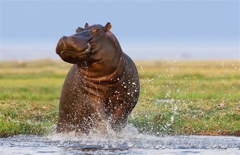 Hippos: Unveiling the Secrets of Nature's Largest Land Mammal