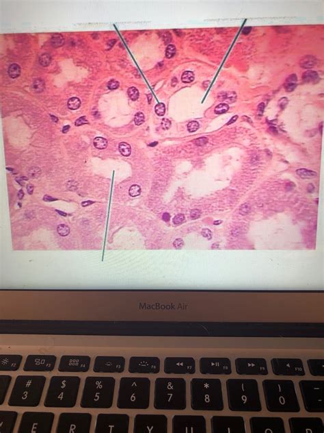 Histology Picture Tests PDF