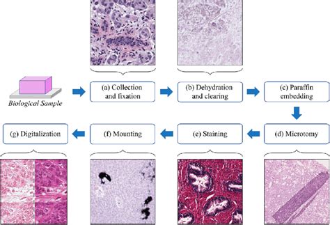 Histology Protocols Doc