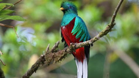 Historia del Quetzal