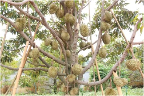 Historical Roots of Durian Cultivation in Johor Bahru