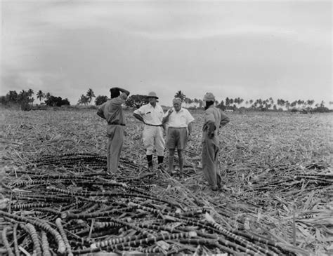 Historical Roots of Sydney's Sugarcane Industry