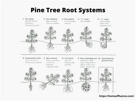 Historical Roots of the Pine-Oat Connection