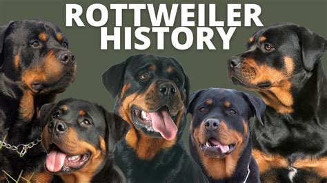 History: Tracing the Rottweiler's Roots