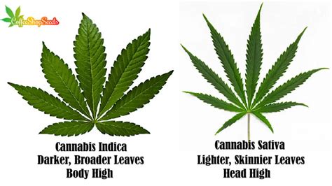 History and Cultivation of Indica Flowers