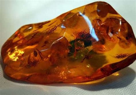 History and Formation of Amber