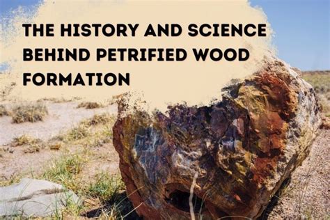 History and Formation of Petrified Black Wood