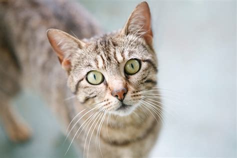 History and Origin of Grey Tabby Cats