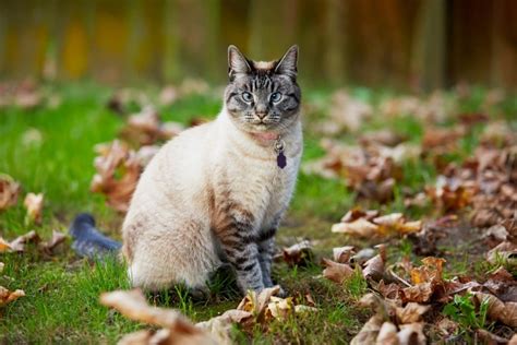 History and Origin of Siamese Point Lynx