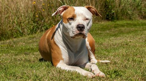 History and Origin of the American Staffordshire Terrier