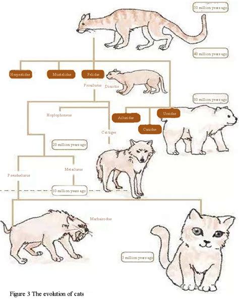 History and Origin of the Nathalia Cat