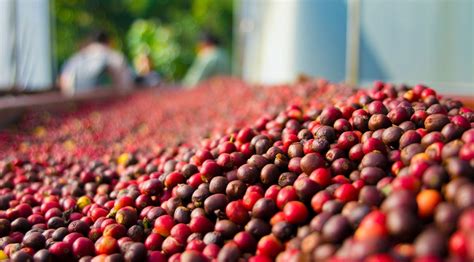 History and Origins of Geisha Coffee