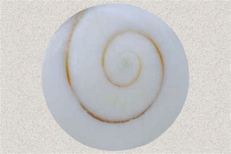 History and Significance of the Shiva Shell