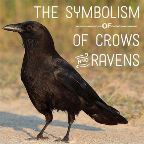 History and Symbolism of Ravens