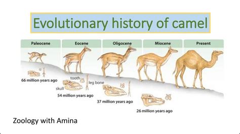 History of Camel Red