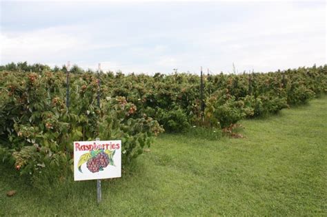 History of Douglas Orchard Vermont