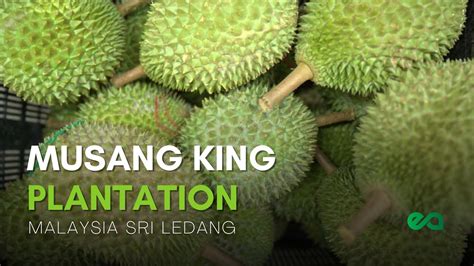 History of Durian Plantations in Johor