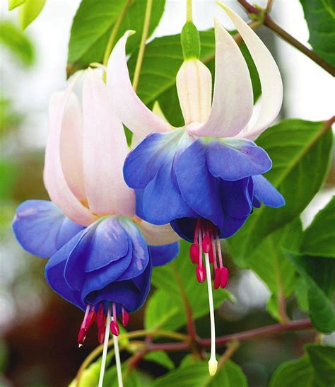 History of Fuchsia Blue