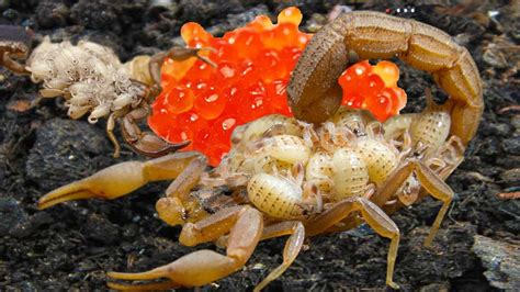 History of Scorpion Eggs