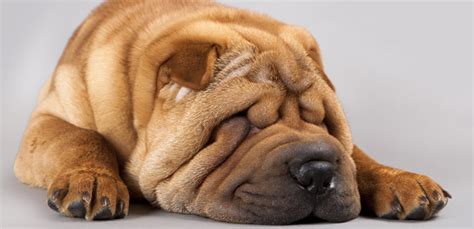 History of Wrinkle-Faced Dog Breeds