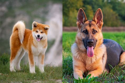 History of the Akita Shepherd