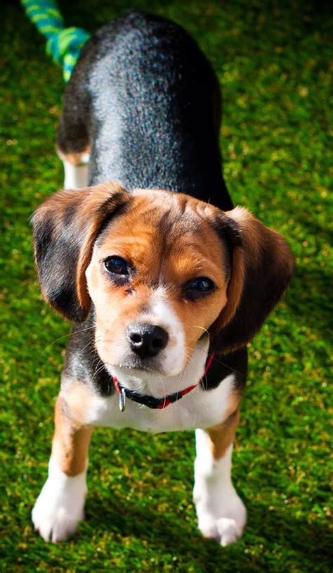 History of the Beagle Cross Cavalier King Charles Spaniel