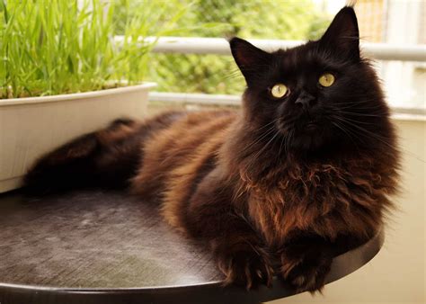 History of the Black Maine Coon Kitten