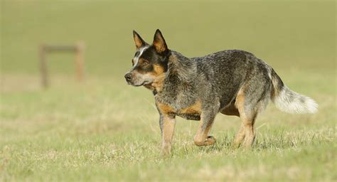 History of the Blue Heeler