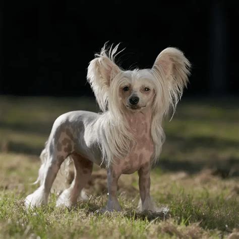 History of the Chinese Crested